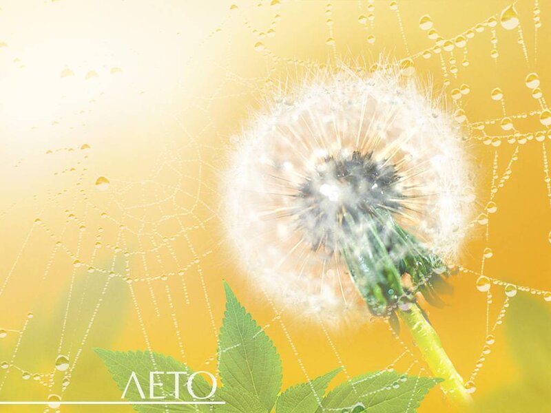 Dandelion with dew on a sunny day