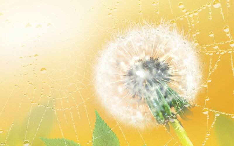 Dandelion with dew on spiderweb