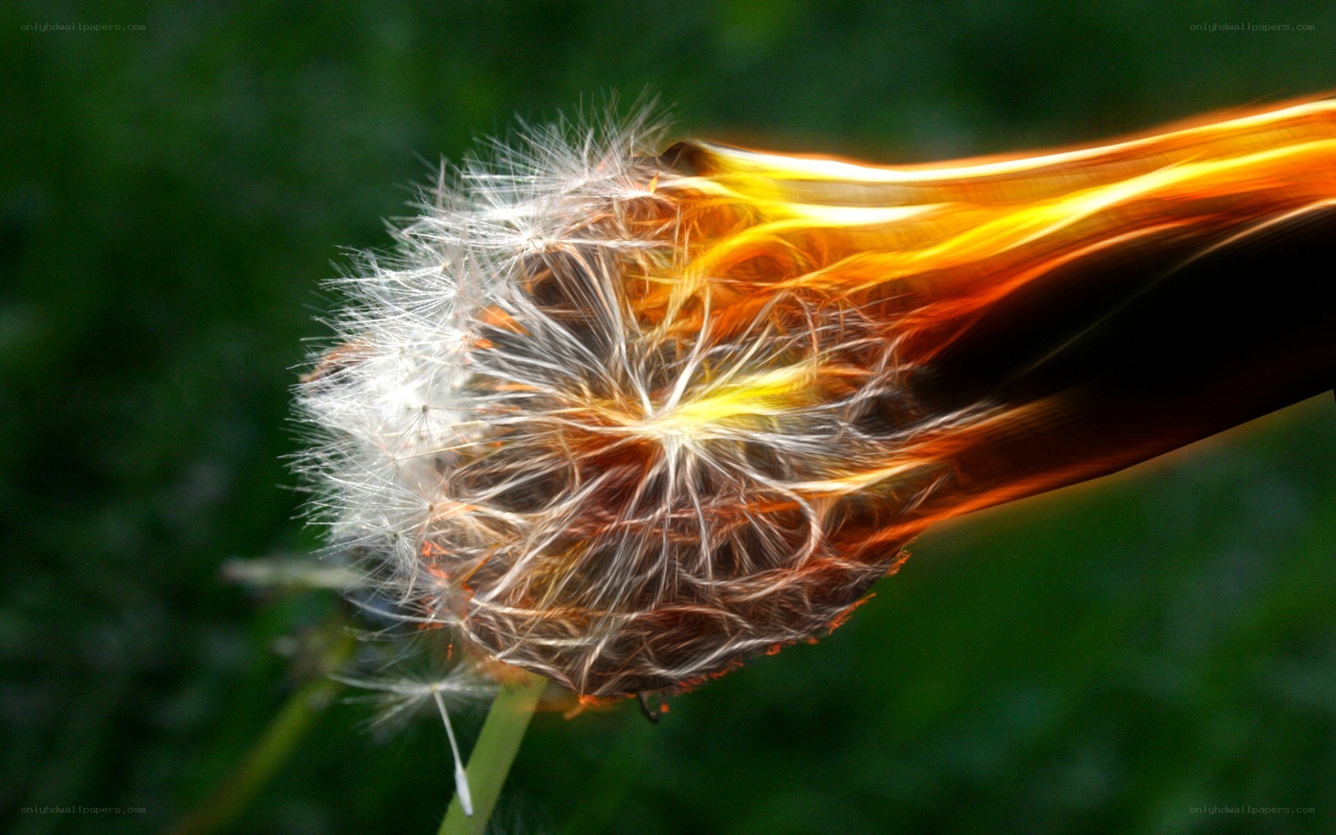 Dandelion with fiery effect