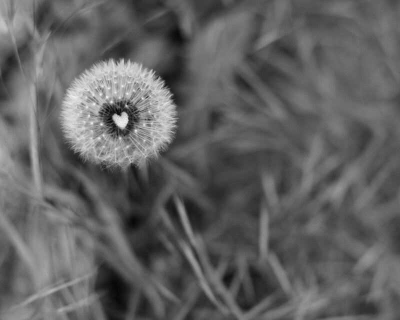 Dandelion with heart shape