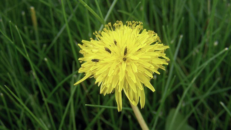 Dandelion with insects on flower