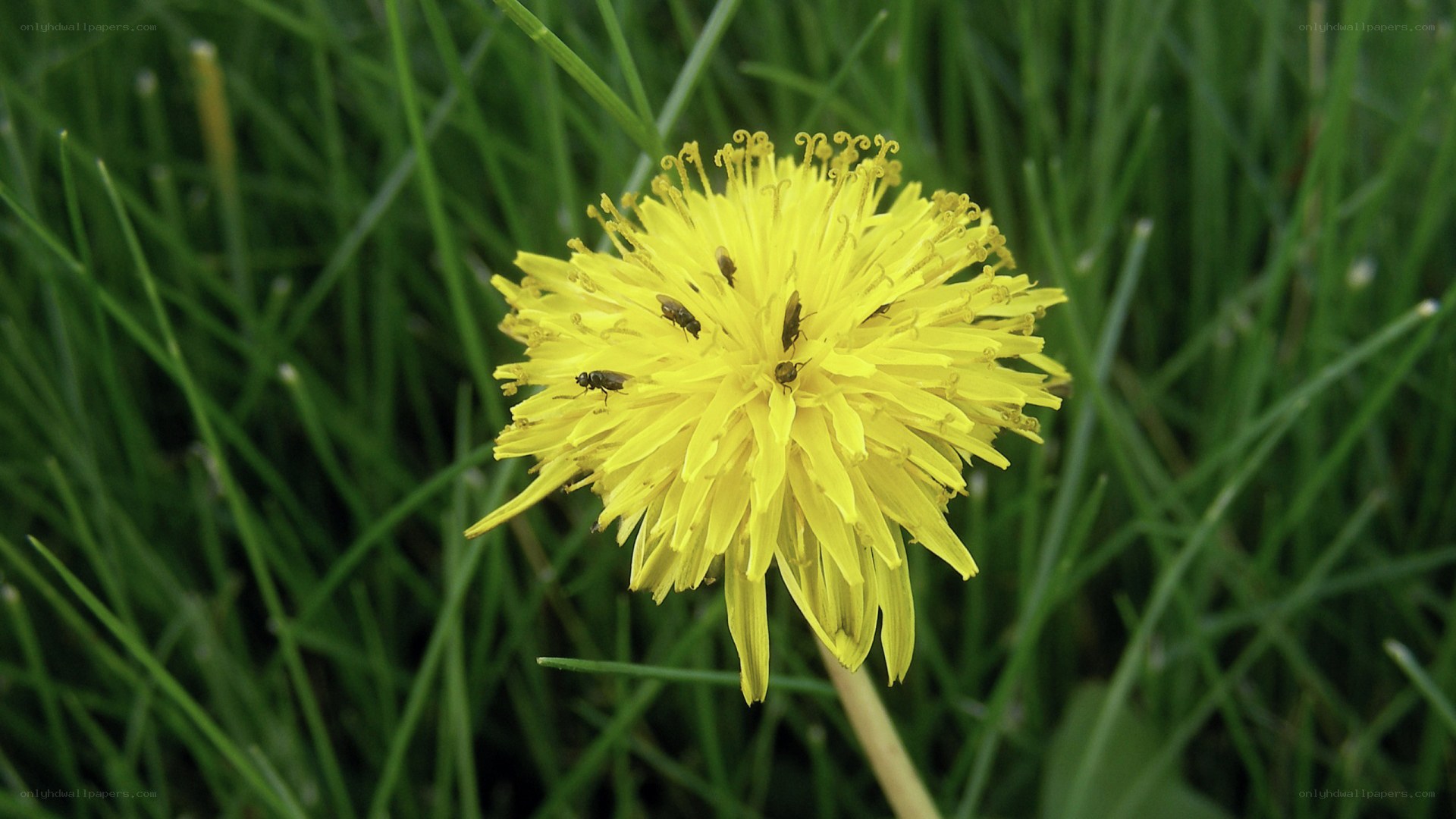 Dandelion with insects on flower