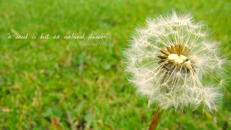 dandelion with quote
