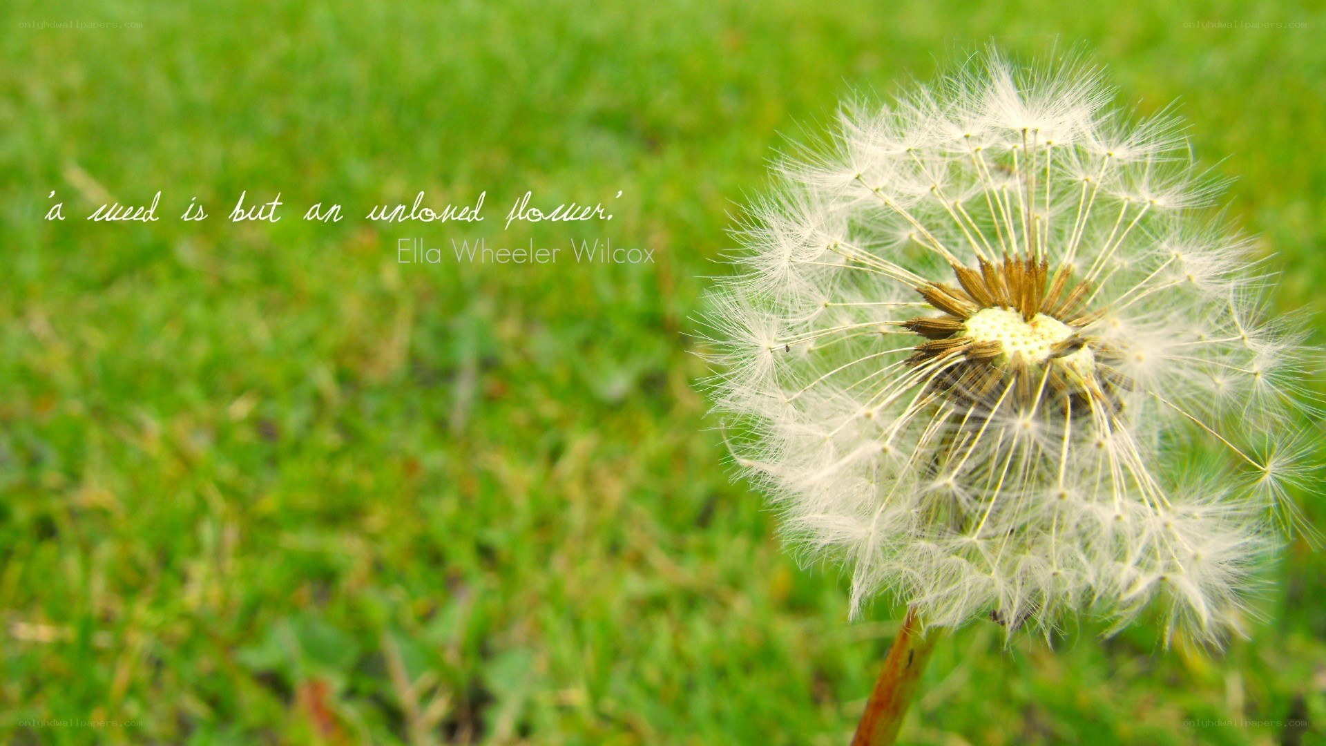 dandelion with quote