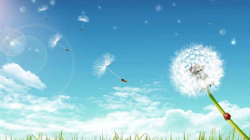 Dandelion with Seeds — Blue