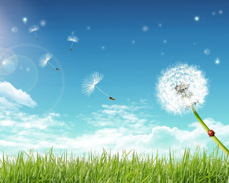 Dandelion with Seeds — Green