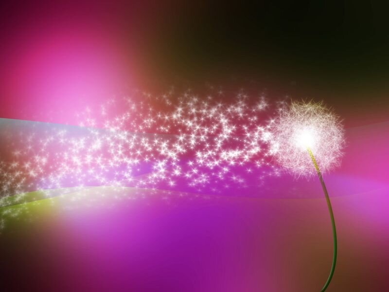 Dandelion with Seeds