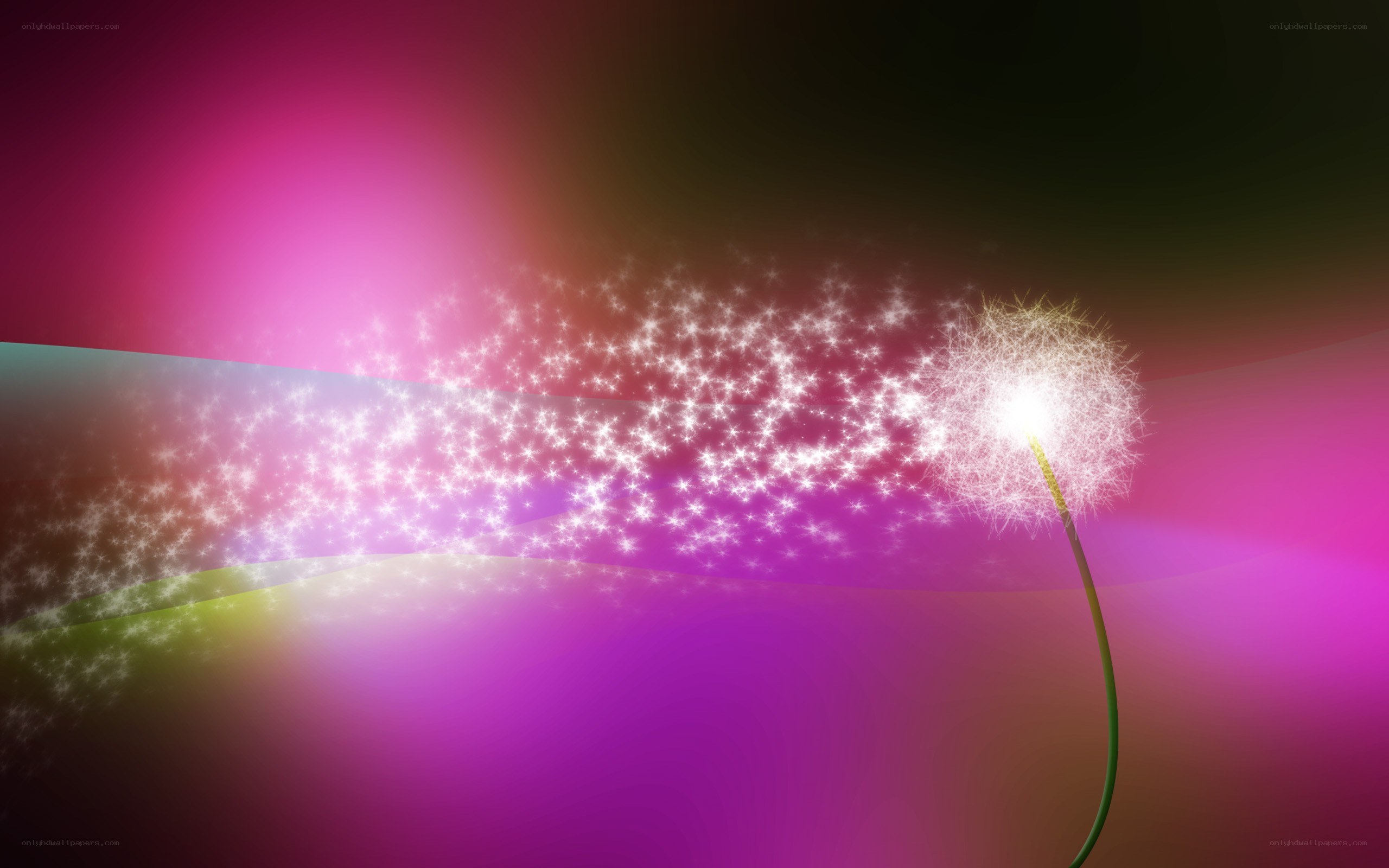 Dandelion with sparkling seeds