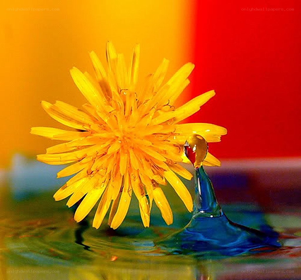 Dandelion with water droplet