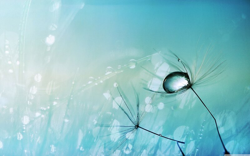Dandelion with water droplet