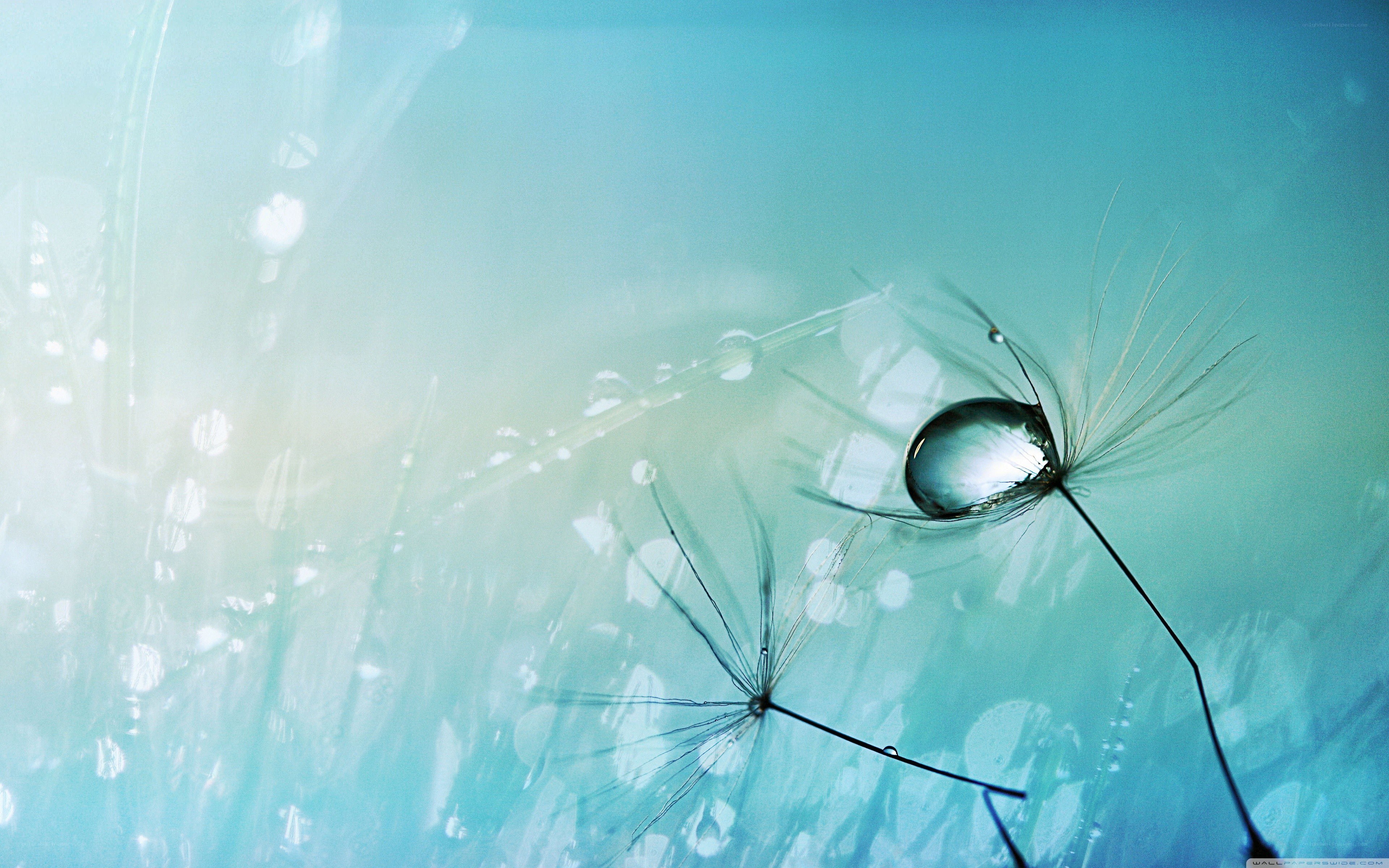 Dandelion with water droplet