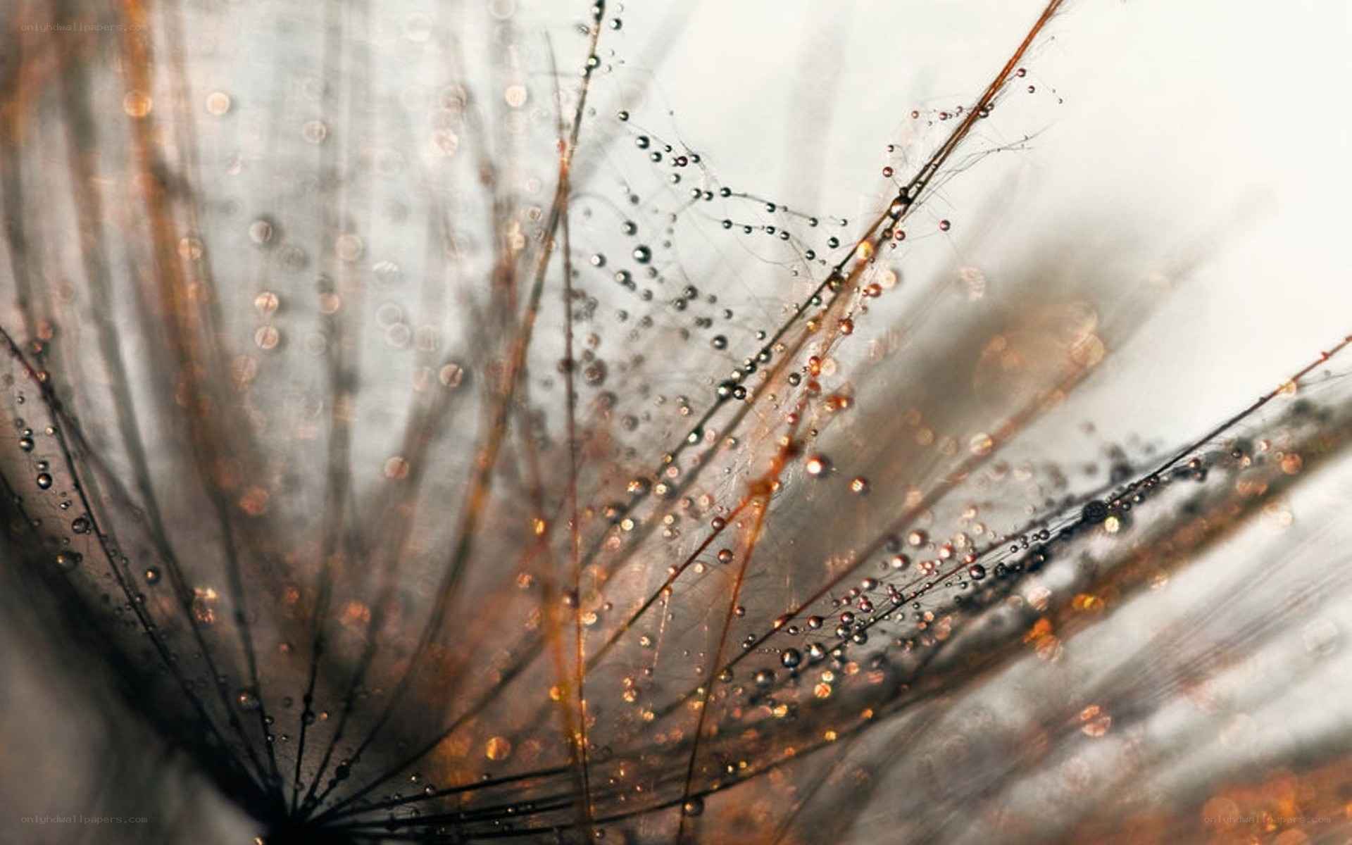 dandelion with water droplets