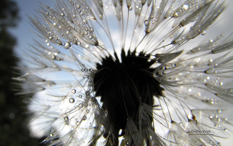 Dandelion with water droplets