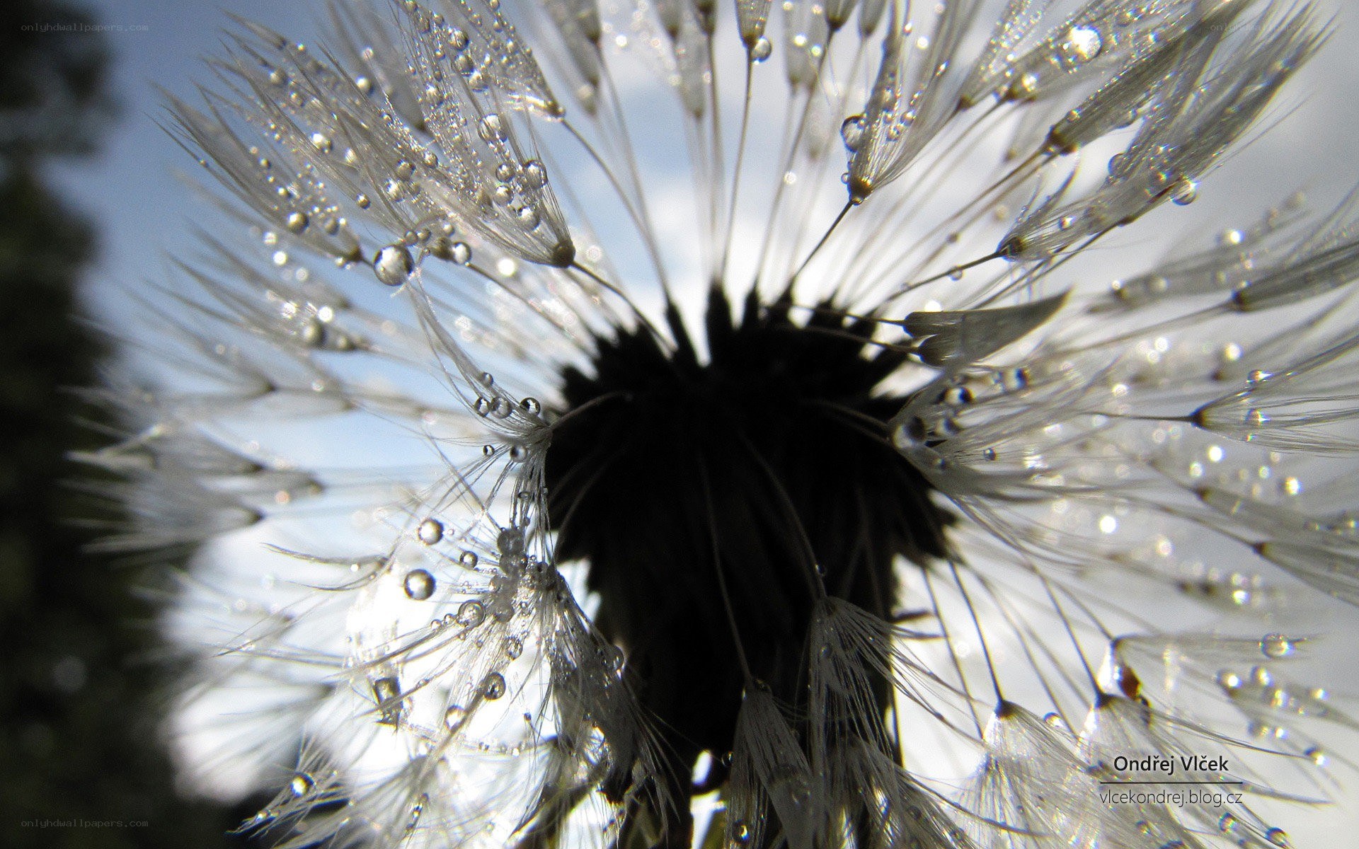 Dandelion with water droplets