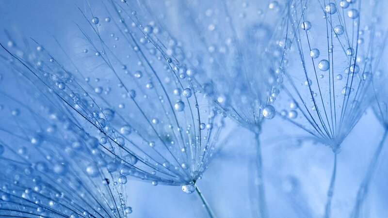Dandelion with water droplets