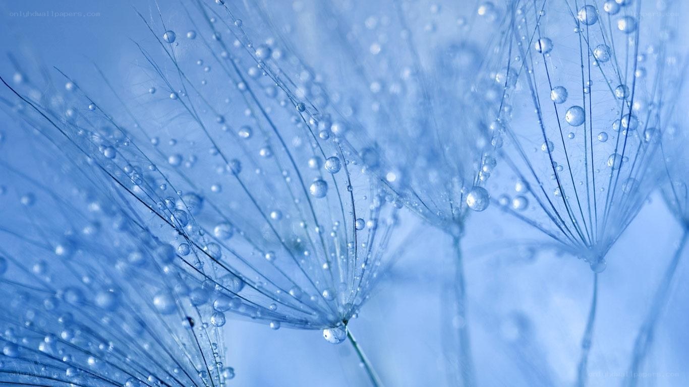 Dandelion with water droplets