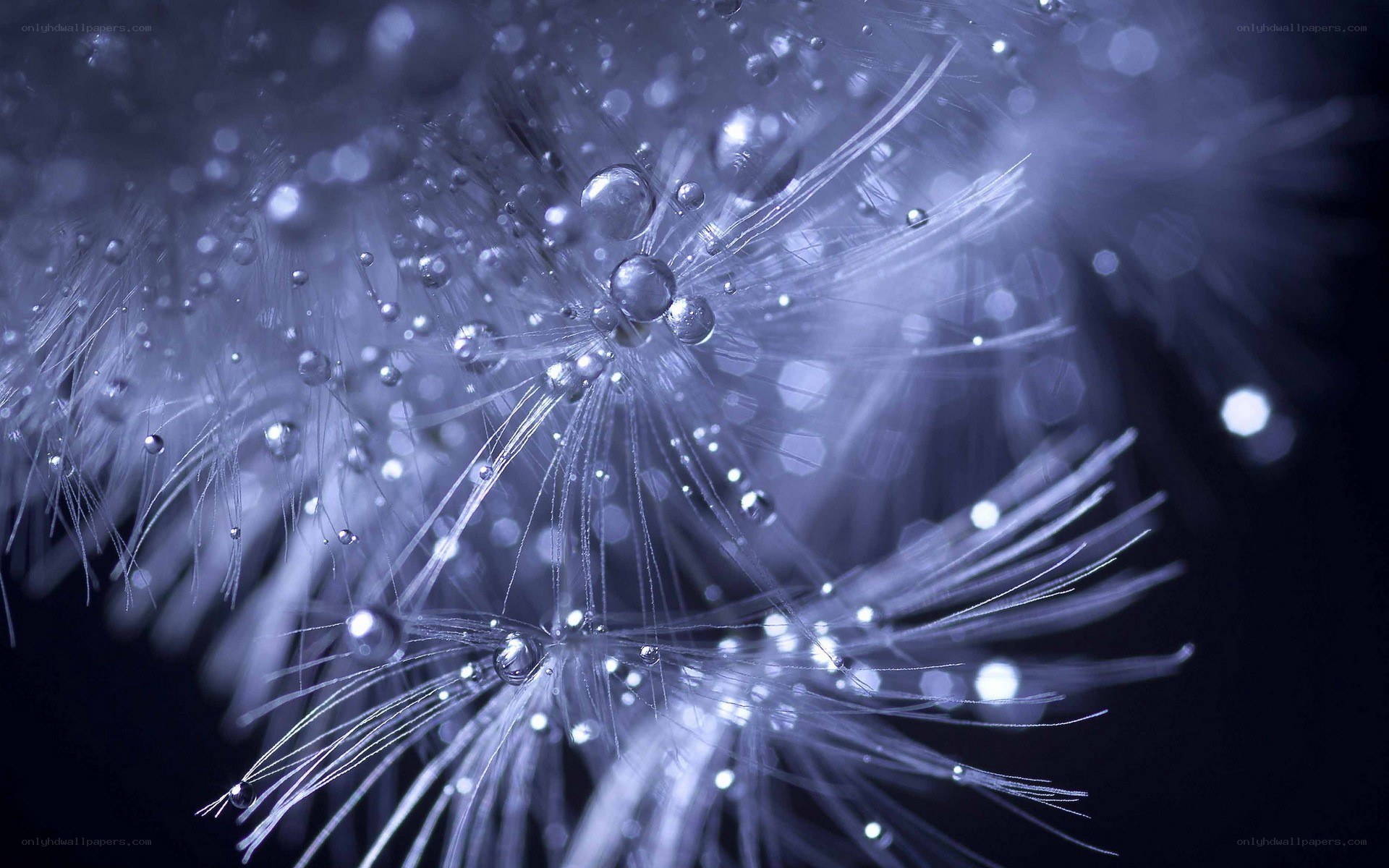 dandelion with water droplets