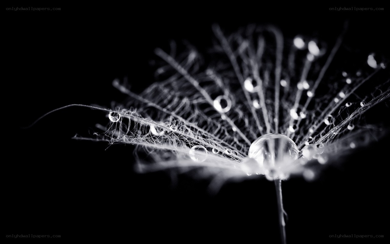dandelion with water droplets