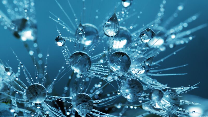 Dandelion with Water Droplets — Blue