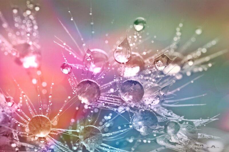 Dandelion with Water Droplets — Pink