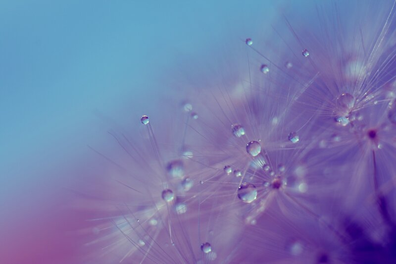 Dandelion with Water Droplets — Purple