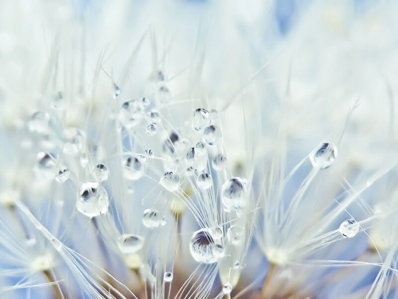 Dandelion with Water Droplets — White
