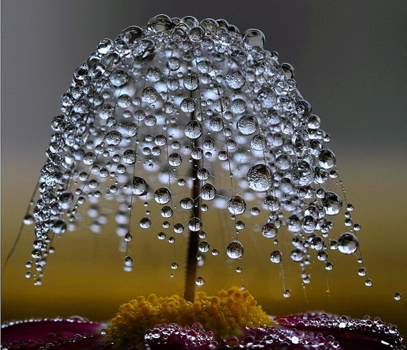 Dandelion with Water Droplets — Yellow