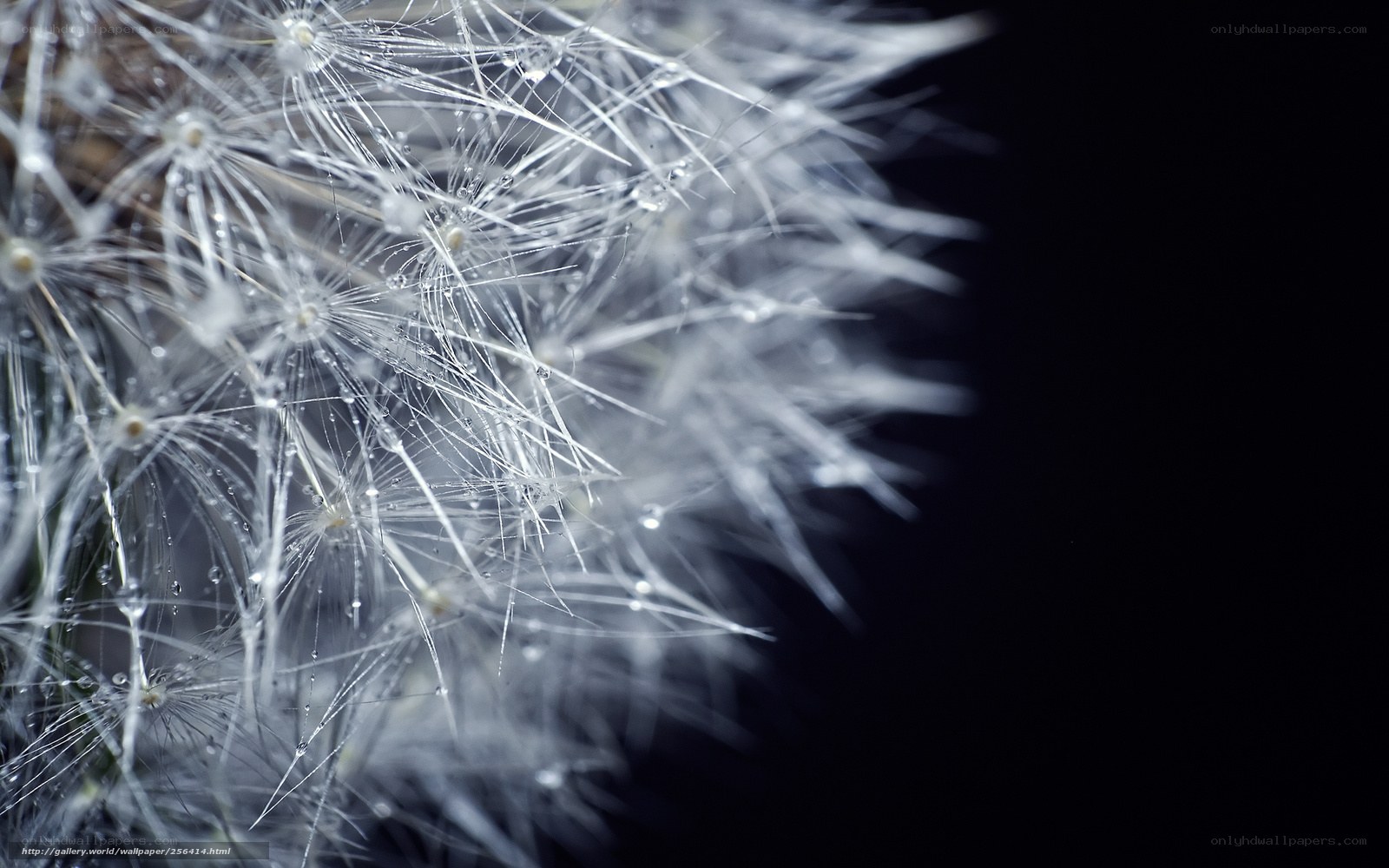 Dandelion with water droplets