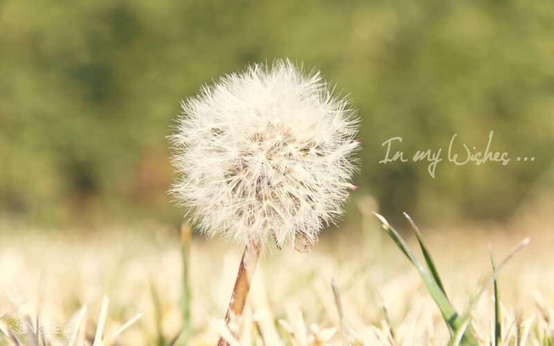dandelion with wishes