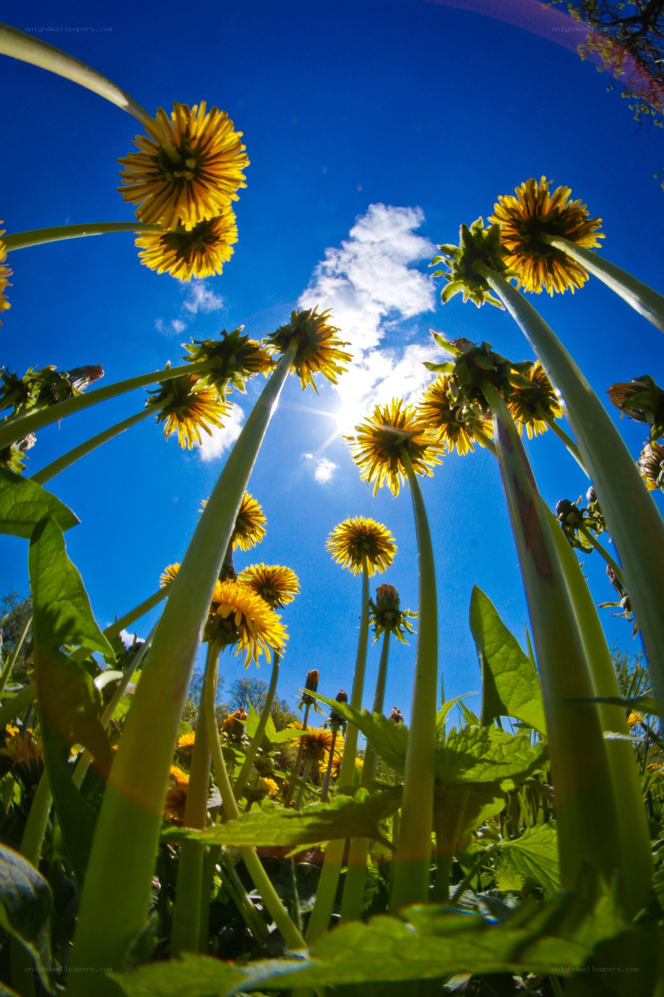 Dandelions against blue sky