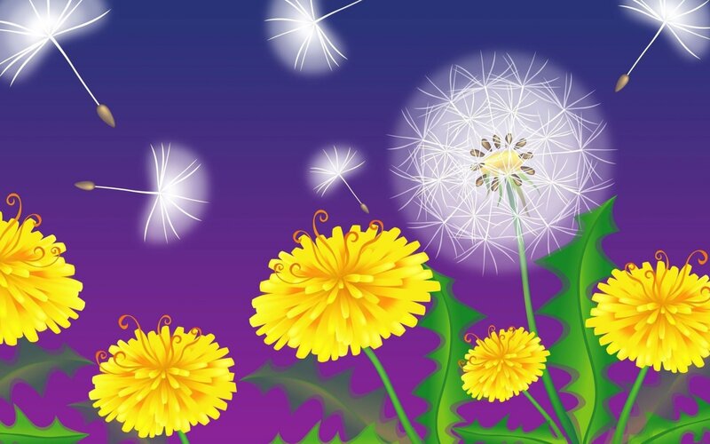 Dandelions and Seeds