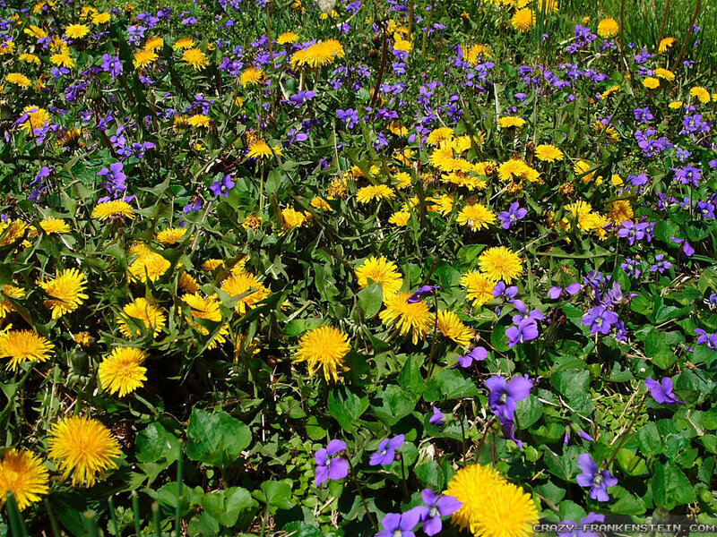 Dandelions and Violets