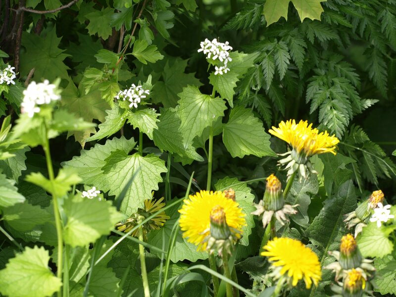 Dandelions and White Flowers