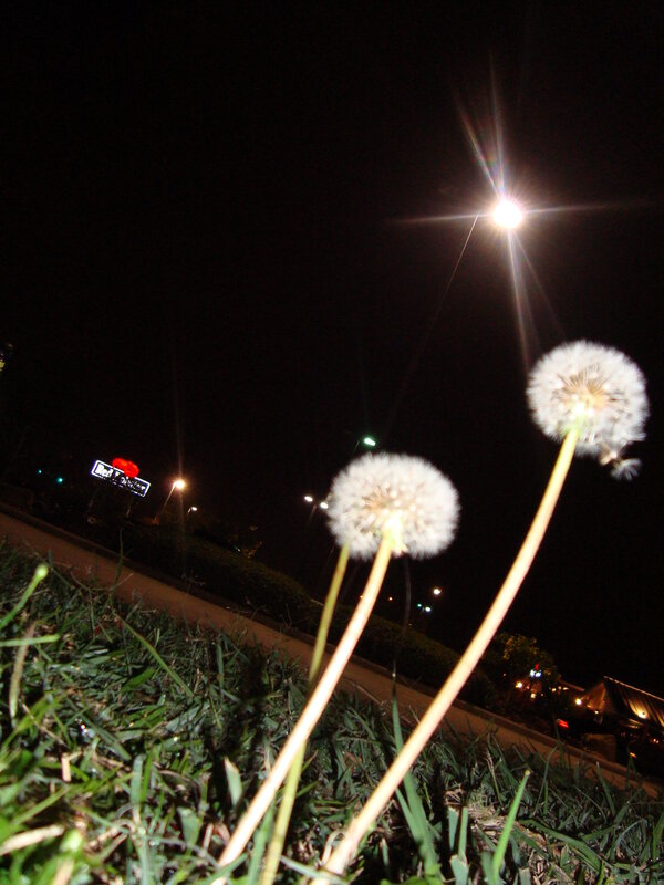 Dandelions at night with streetlights