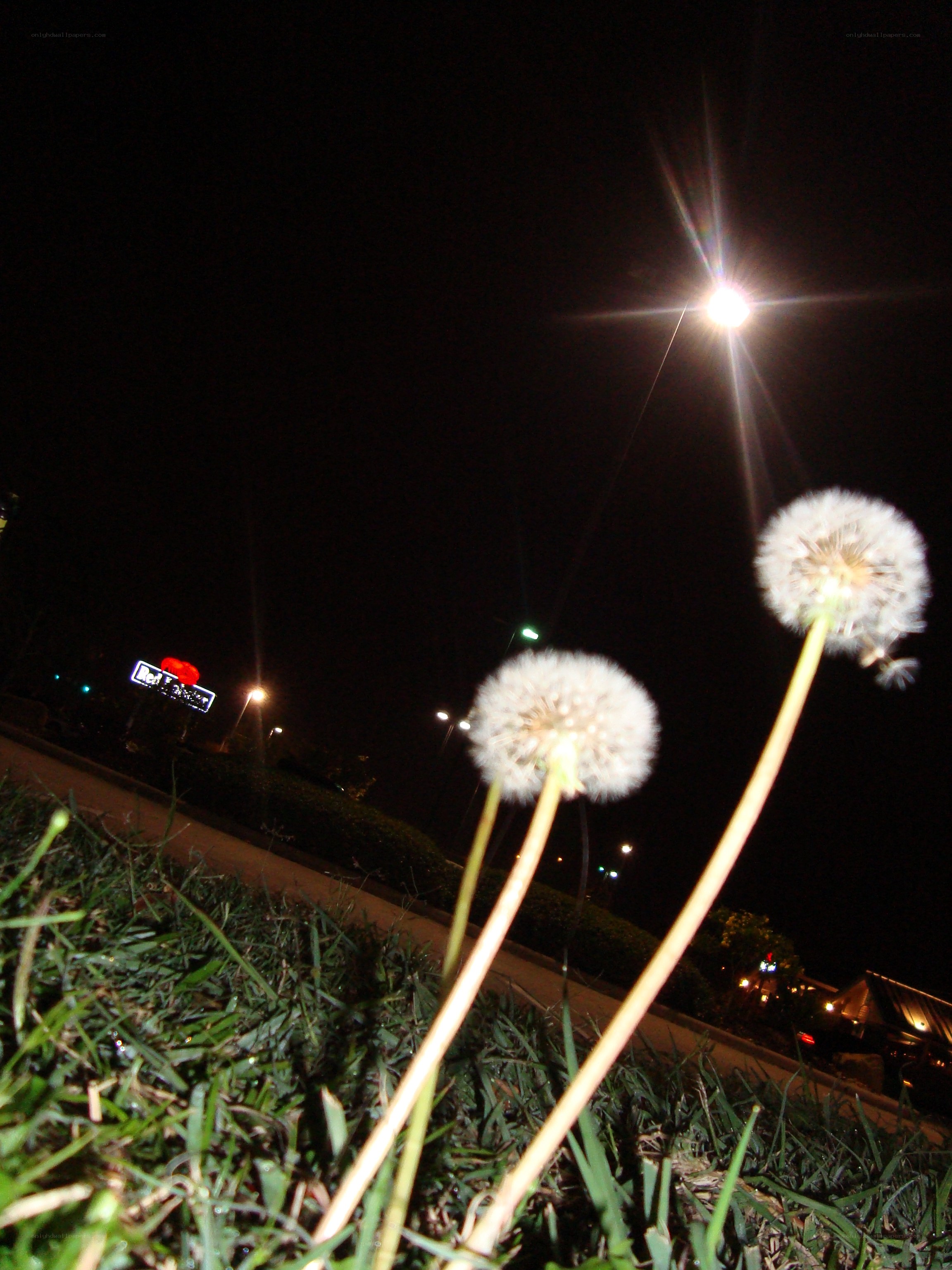 Dandelions at night with streetlights