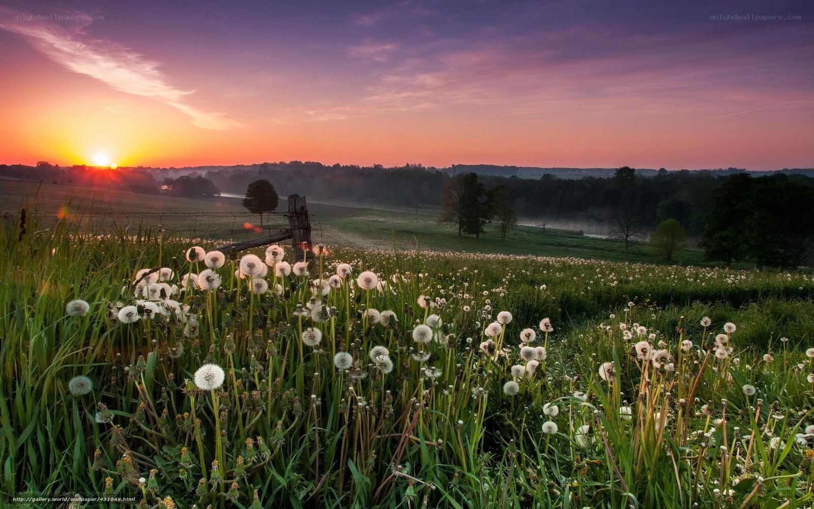 Dandelions at sunrise