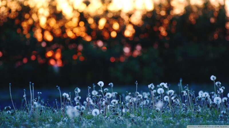 Dandelions at sunset