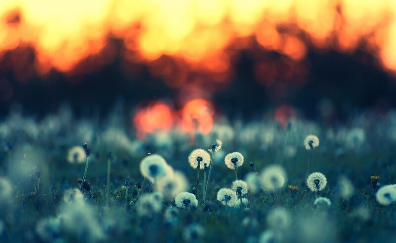 Dandelions at sunset