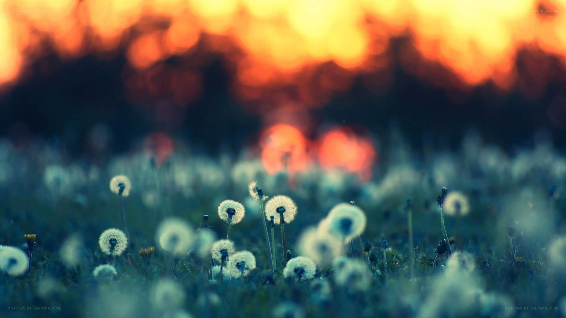 Dandelions at sunset