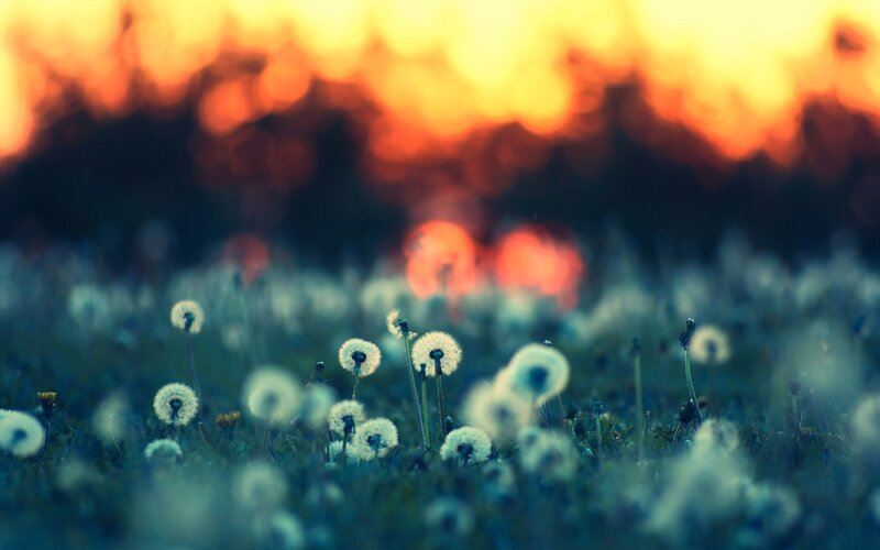 Dandelions at sunset