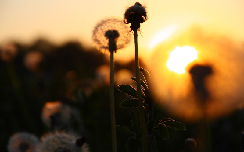 Dandelions at sunset