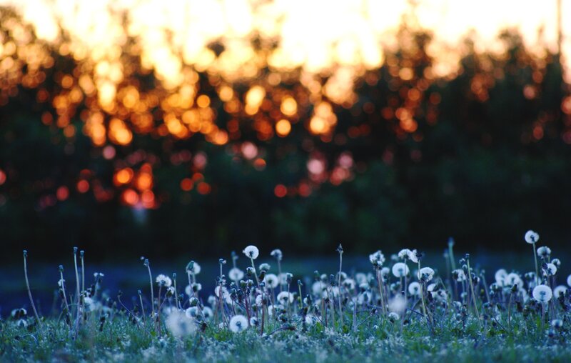 Dandelions at sunset