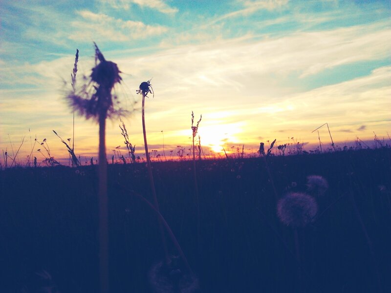 Dandelions at sunset