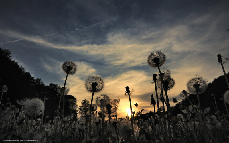 Dandelions at sunset