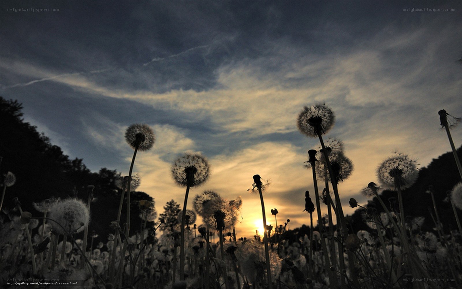 Dandelions at sunset