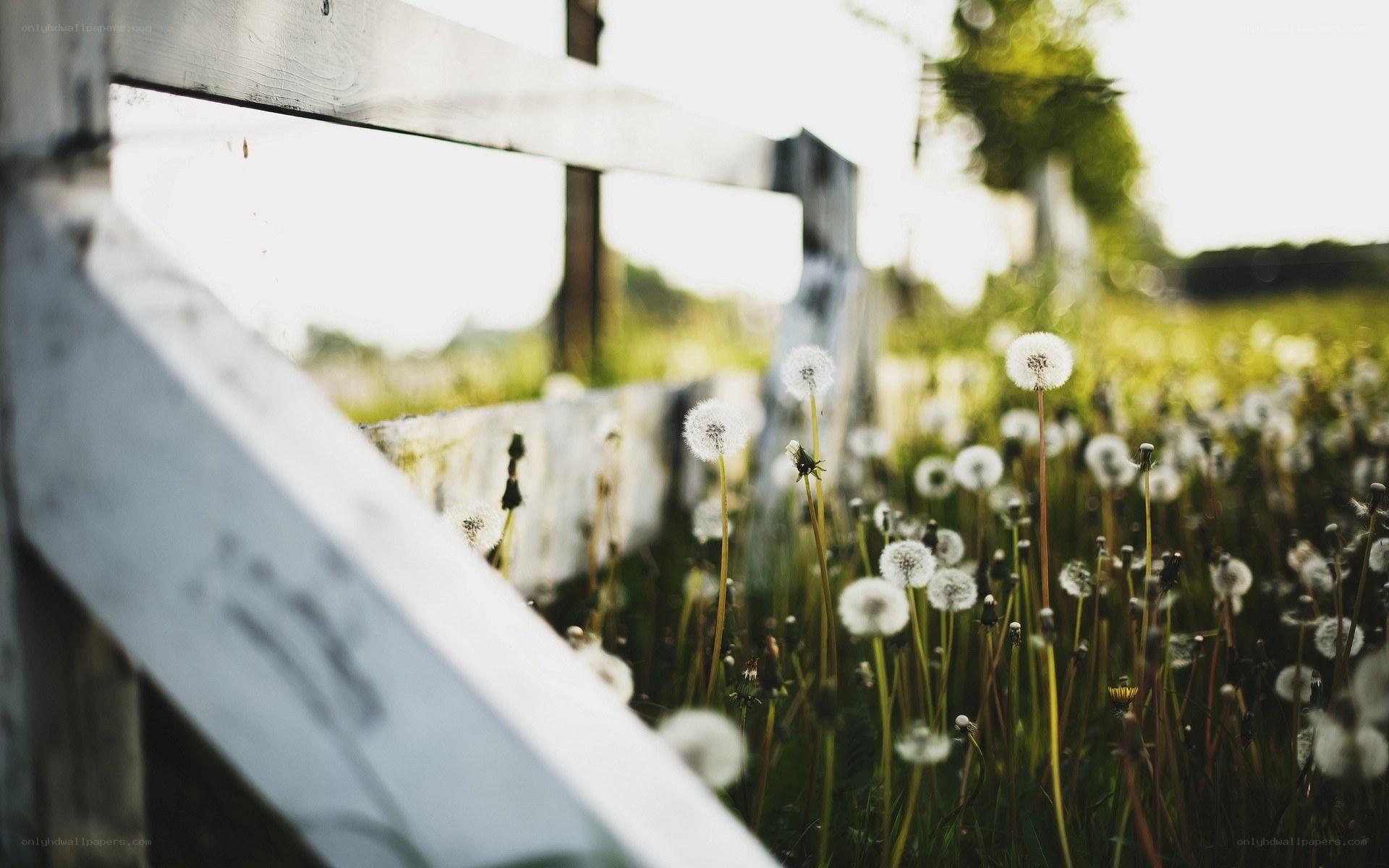 Dandelions by a white fence