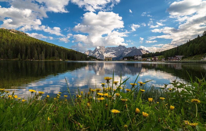 Dandelions by Lake — Green