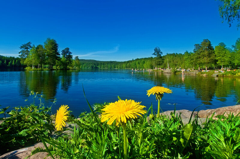 Dandelions by Lake