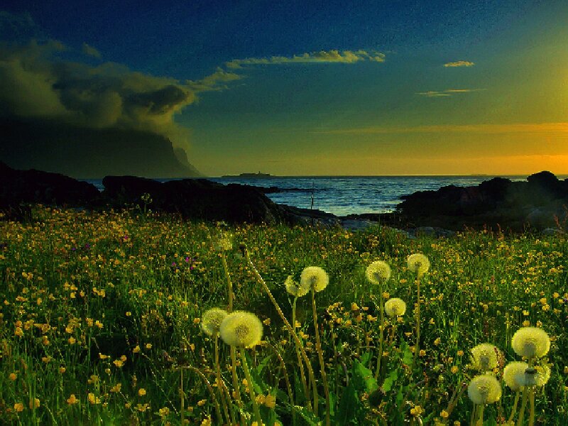 Dandelions by the Sea