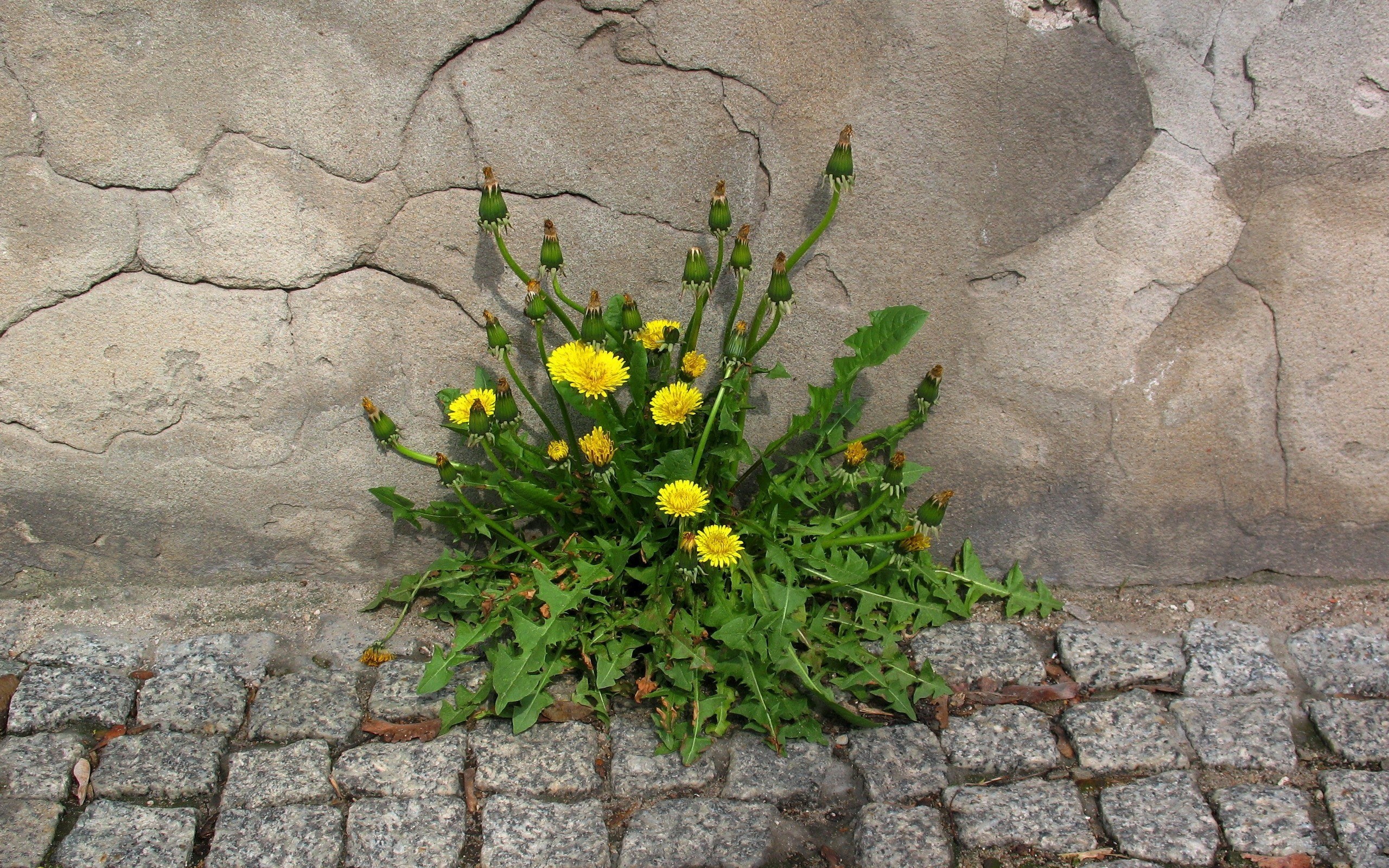 Dandelions growing in a crack